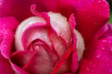 Pink rose closeup with water drops.