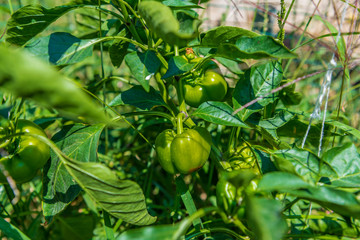 Ripe organic bell peppers in garden ready to harvest