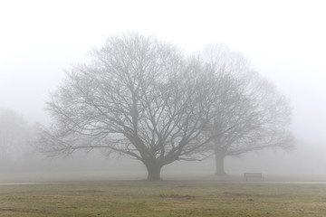 Herbst, Bäume, Nebel
