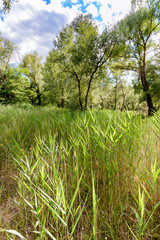 Young phragmites australis plants, also known as common reeds, without flowers, close to the Dnieper river in summer © Maxal Tamor