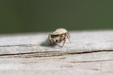 Jumping spider