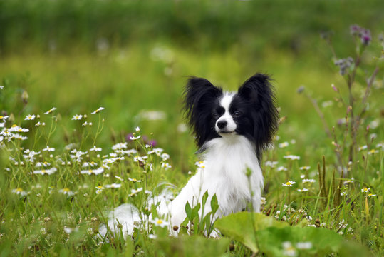 papillon