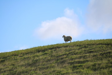 Mouton Nouvelle Zelande