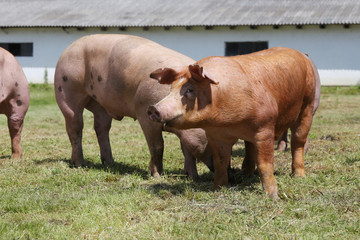 Fototapeta na wymiar Pigs farming raising breeding in animal farm rural scene