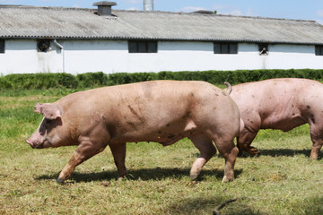 Group of pigs farming raising breeding in animal farm