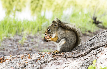 Squirrel