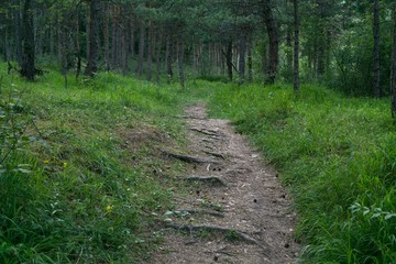 Magic trees and paths in the forest. Slovakia