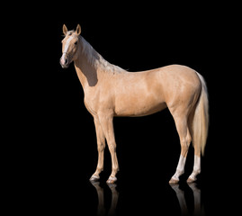 Exterior of  palomino horse with two white legs and white line of the face isolated on black background - obrazy, fototapety, plakaty
