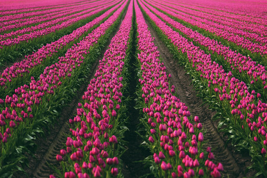 Tulpenfeld bei Sonnenuntergang