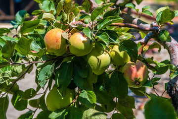 Organic apples in the garden