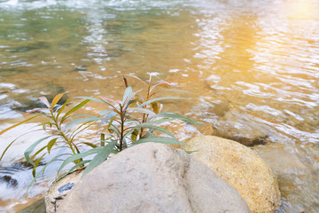 Plant growth near stone in water