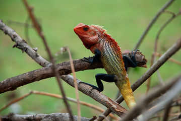 Lizard