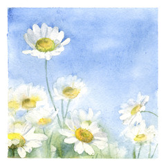 Watercolor poster with chamomile meadow. Floral hand-painted greeting card
