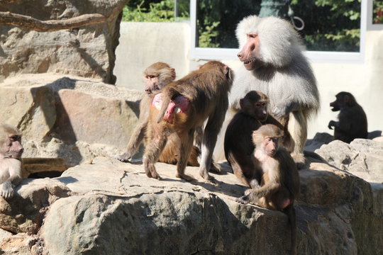 Pavian Familie