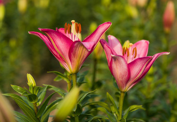 two colorful lilies at summer floral background