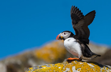 Atlantic Puffin @ Fair Isle, Scotland, UK