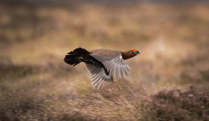 Flying Red Grouse (Lagopus lagopus scotica) near Lochindorb, Grantown on Spey, Highland Council...
