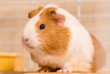 モルモット（イングリッシュ，茶，白）