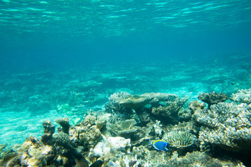 underwater scene with copy space