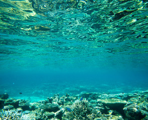 Fototapeta na wymiar underwater scene with copy space