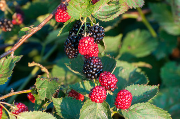 blackberries ripen on the cane.