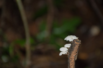 mushroom