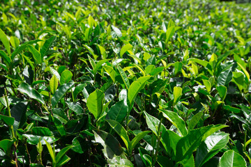 Tea plantation