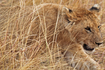 Lion Cub