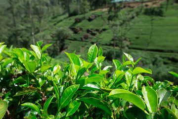 Tea plantation