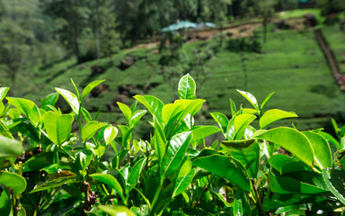 Tea plantation
