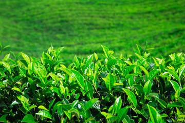 Fototapeta premium Tea plantation