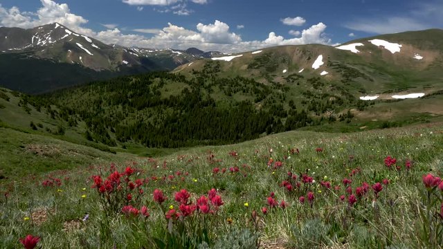 Wildflowers in Colorado Rockies Version 2