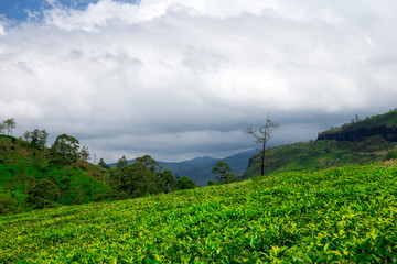 Tea plantation