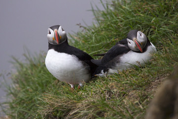 Atlantic puffin in Iceland