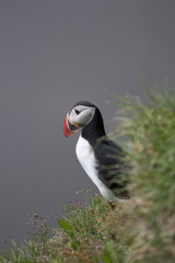 Atlantic puffin in Iceland