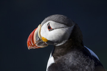 Atlantic puffin in Iceland