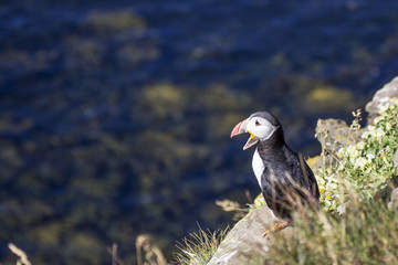 Atlantic puffin in Iceland