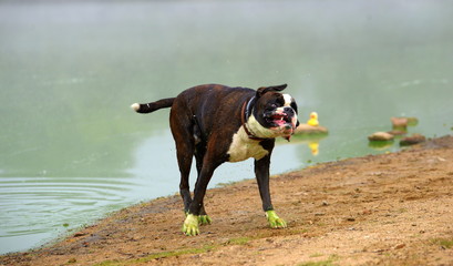 I like to move it, funny dog shaking it´s head after swimming in a green fish pond