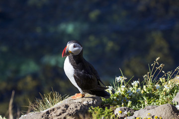 Atlantic puffin in Iceland