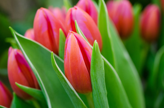 86 Best Tulipe Rouge Images Stock Photos Vectors Adobe Stock