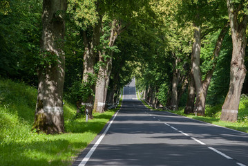 the Road between old Trees in Europe