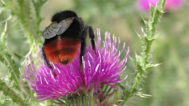 Bumble bee on a flower -  Red tailed bumble bee, bombus lapidarius                        