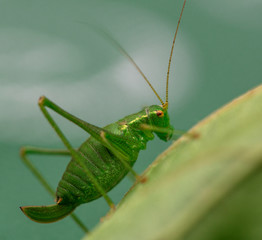 cricket