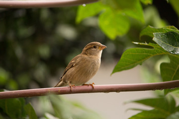 Obraz premium Bird looking