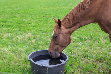 Horse with drinking water