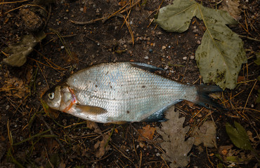 Dead fish lying on the ground