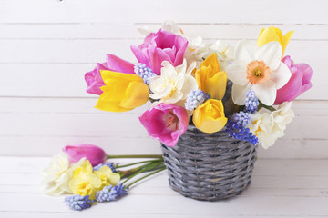 Obraz premium Pink, yellow and white spring tulips and daffodils flowers