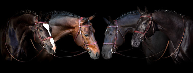 Naklejka premium Portret koni w uzdę na czarnym tle. Baner na stronie internetowej