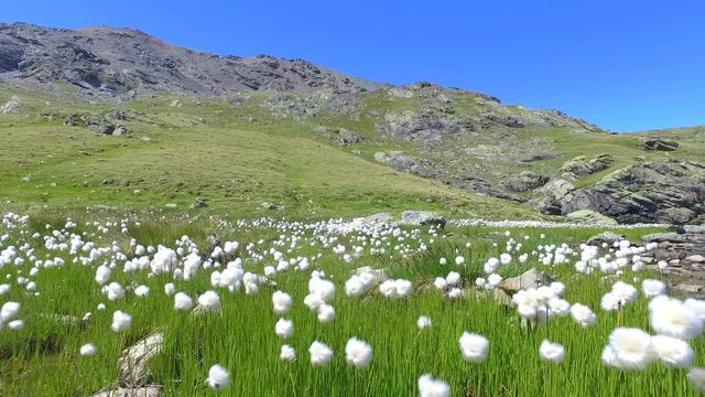 4K - Laghetto alpino - fiori (Tussock Cottongrass) 