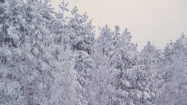 Winter pine forest in Russia